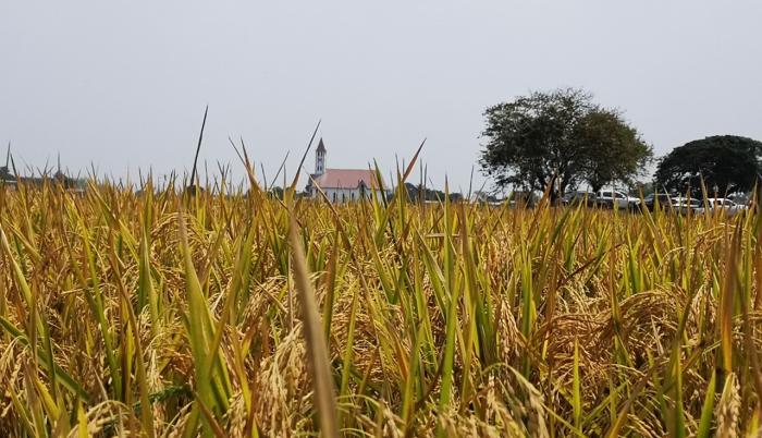 arroceros