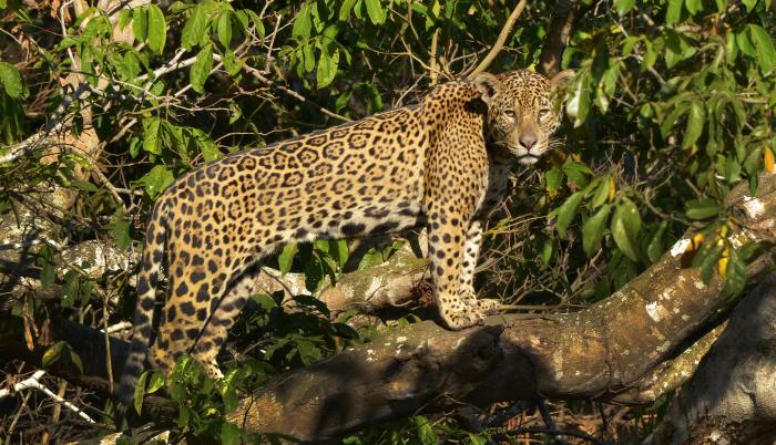 Fotografía cedida por WWF que muestra un jaguar (Panthera onca) en la región de Pantanal (Brasil).