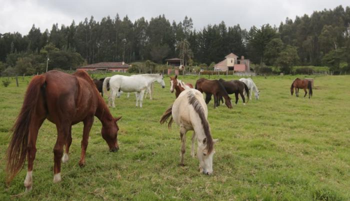 CABALLITOS2