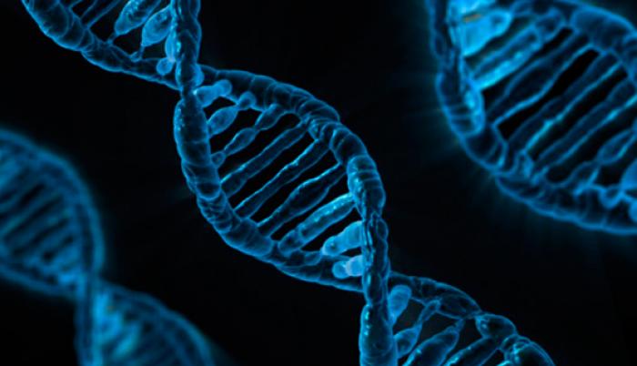 genes saltarines