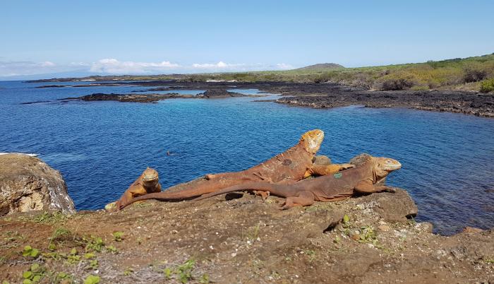 Fotografía que muestra la reinserción de 461 iguanas terrestres, en la isla Santiago, Galápagos.