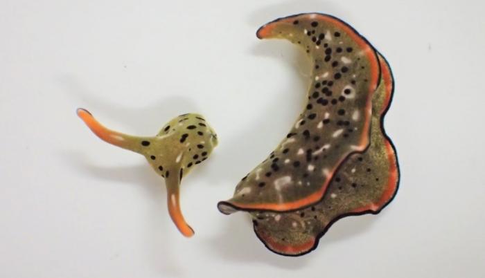 Cabeza y cuerpo de una Elysia cf. marginata, un día después de la separación. El cuerpo desprendido es mucho más pesado (>80% del peso total) que la cabeza.