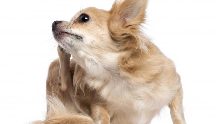 perro