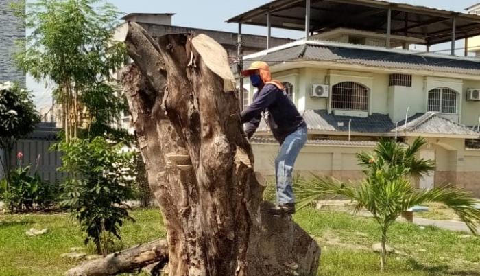 arbol talado