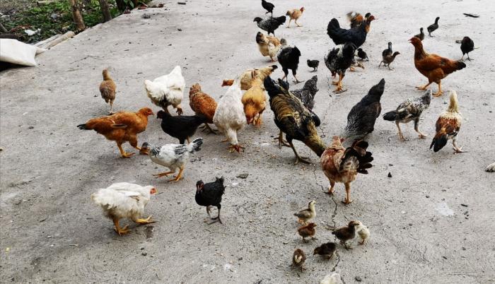 Pollos