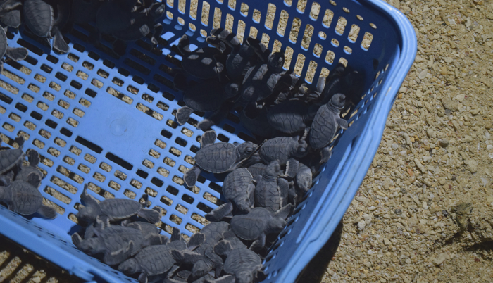 Galápagos