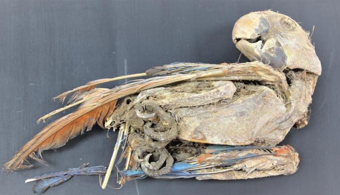 Imagen de un loro momificado del período intermedio tardío, entre 1100 y 1450.