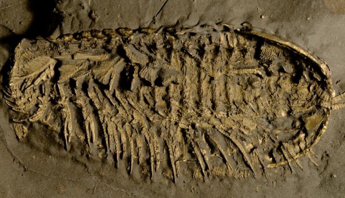 Fósil de trilobite conservado en pirita.