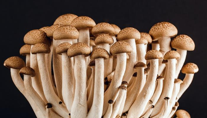 Hongos medicinales