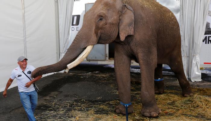 Un elefante asiático de circo, es trasladado hoy, martes al Zoológico de Culiacán desde la ciudad de Guadalajara, estado de Jalisco (México).