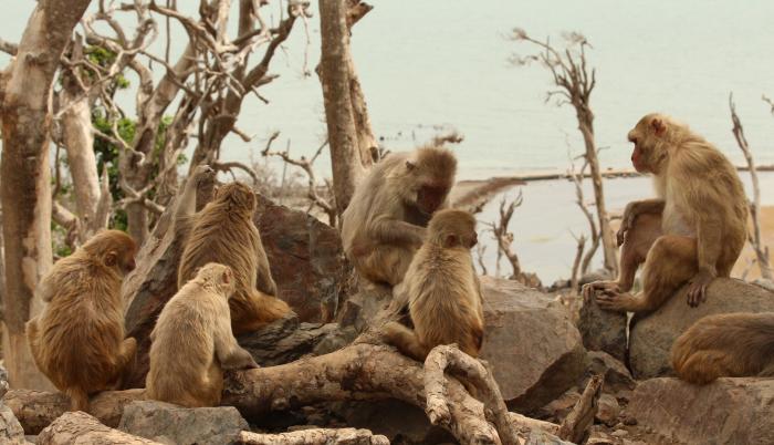 Un grupo de macacos en la isla de Cayo Santiago un año después del huracán María por Puerto Rico.