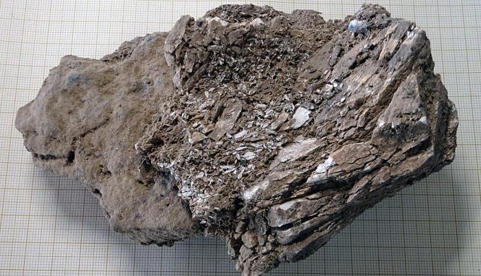 Marfil de mamut encontrado en el nivel de excavación del auriñaciense (33.000-30.000 años) en el yacimiento de la cueva francesa de Isturitz.