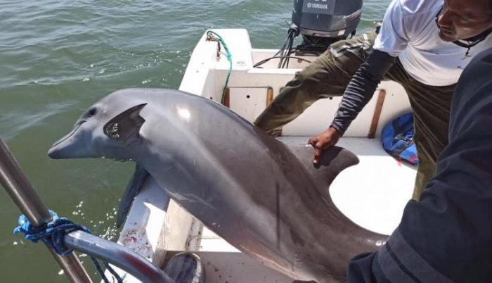 rescate-delfin-ecuador