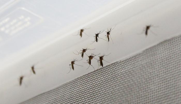 Vista de un grupo de mosquitos Aedes aegypti.