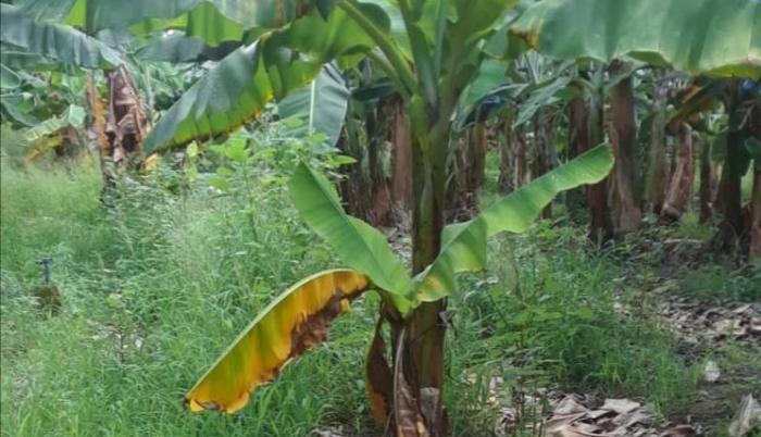 Banana Fusa