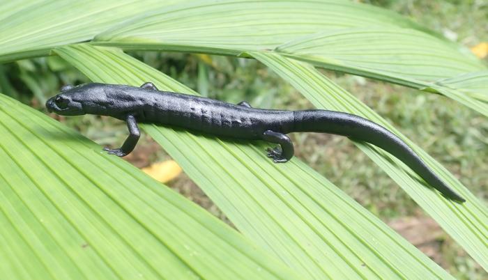 Fotografía cedida hoy por el científico Daniel Ariano-Sánchez que muestra una salamandra de la especie Bolitoglossa Qeqom, en San Cristóbal Verapaz, Alta Verapaz (Guatemala).