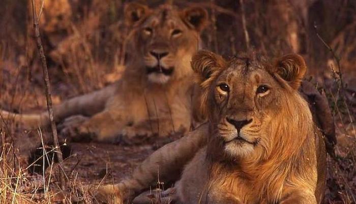leones1