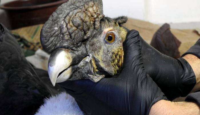Moradores de la comunidad Gualabí, en la provincia ecuatoriana de Imbabura, que realizaban labores de pastoreo, encontraron un cóndor andino adulto (Vultur gryphus) con perdigones en el cuerpo.