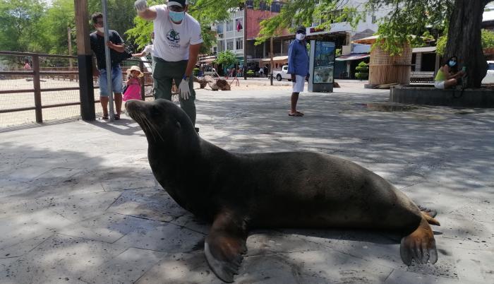 Fotografía cedida por el Parque Nacional Galápagos, que muestra al lobo marino de la isla San Cristóbal en las islas Galápagos (Ecuador).