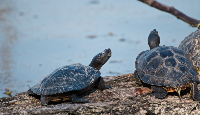 Tortugas