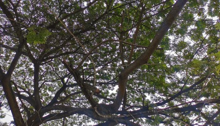 Los árboles de la zona están afectados con pulgón.
