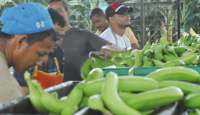 banana