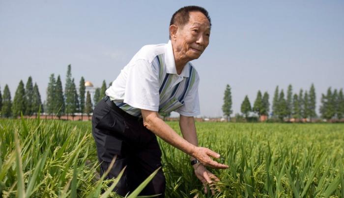 Miles de personas despidieron hoy en la ciudad de Changsha, en el centro de China, al científico chino Yuan Longping, conocido por haber desarrollado las primeras variedades de arroz híbrido y que falleció el pasado sábado a los 90 años.