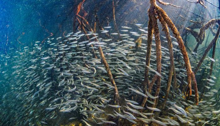 Los manglares del archipiélago ecuatoriano de Galápagos son ecosistemas claves para la diversidad de especies de peces, según un estudio revelado este martes por la Fundación Charles Darwin, la Universidad de California y con el apoyo de la Dirección del