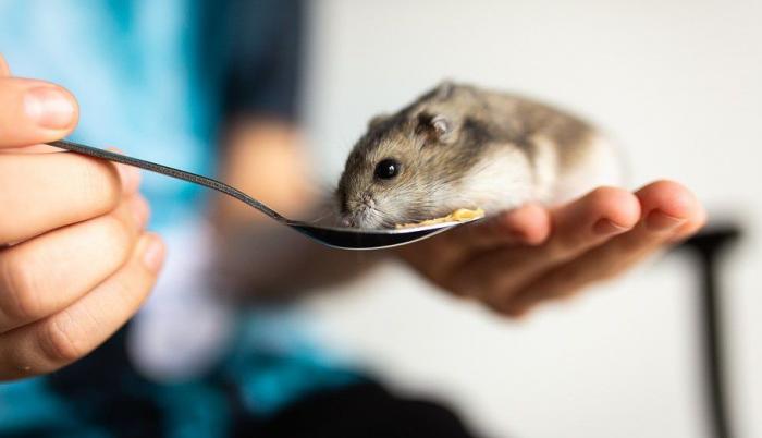 hamster