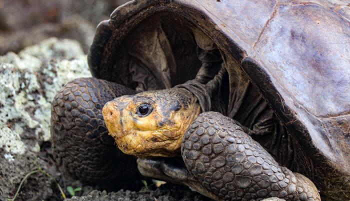 tortugas