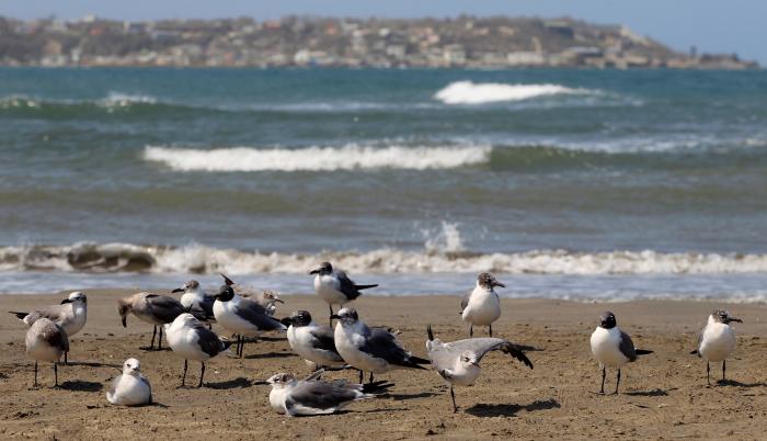 Un grupo de aves marinas es vista en una playa.