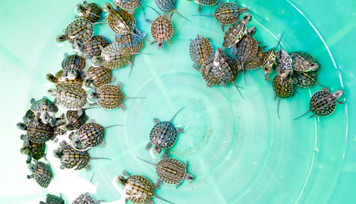 Tortugas