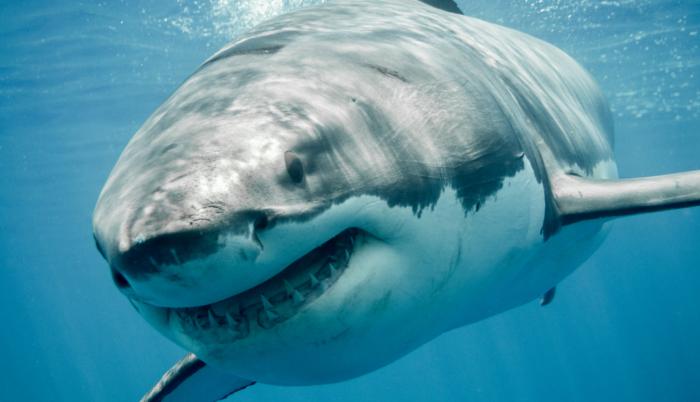 tiburones
