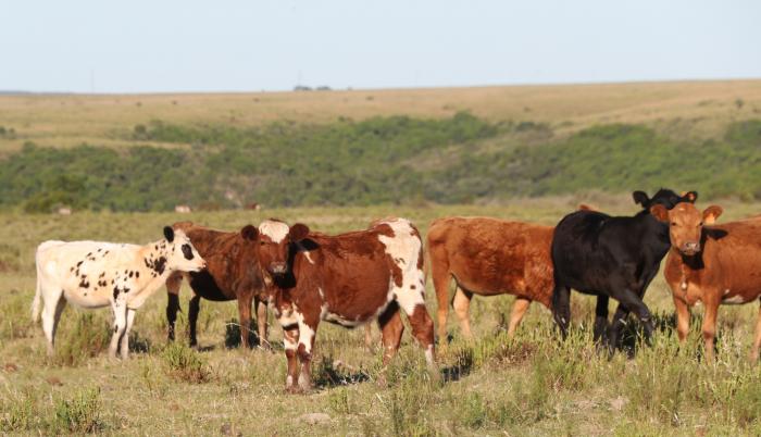 Uruguay se enfrenta hoy al desafío de aumentar el margen de calidad que lo diferencie de sus competidores a la hora de exportar.