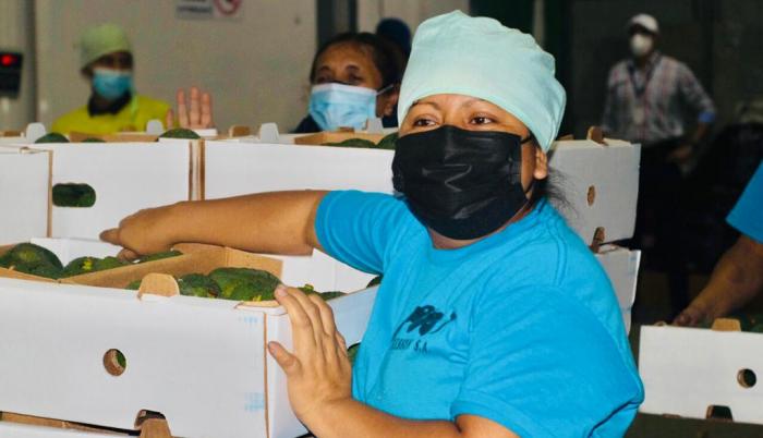 aguacate hass Santa Elena 4