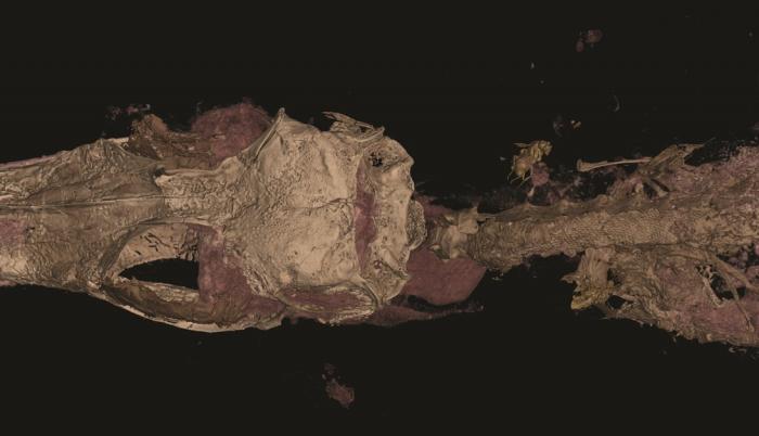 El dinosaurio aviano, en realidad, era un lagarto.