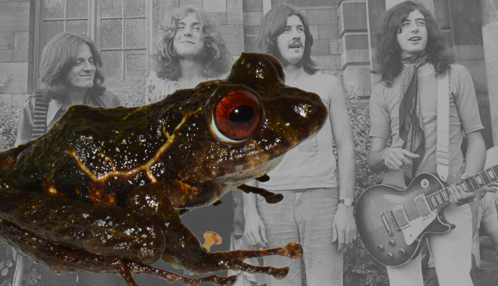 ledzeppelin-rana