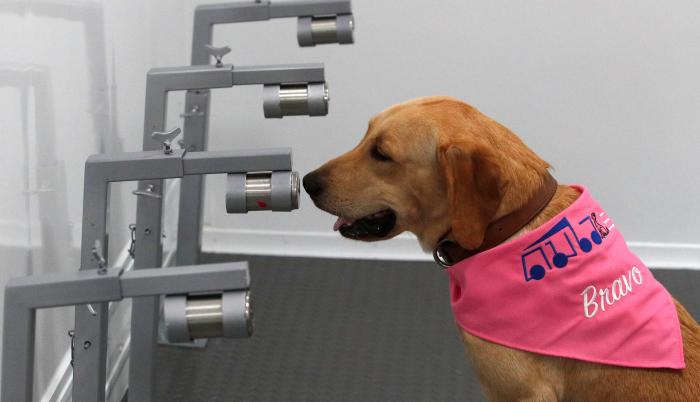 Un perro de raza labrador-retriever adiestrado para detectar casos de infección por COVID-19, se sienta después de detectar un caso en botes que contienen muestras de sudor humano, dentro de un vehículo para la inspección durante un pase para la prensa es