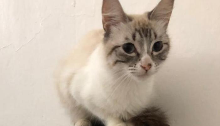GATITOS