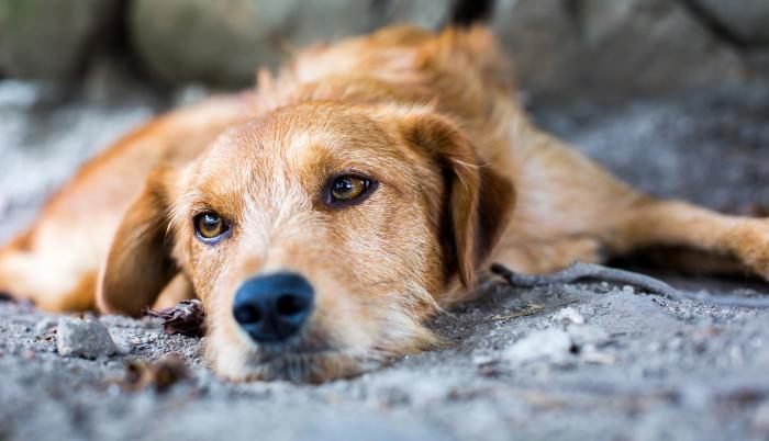 Abandono