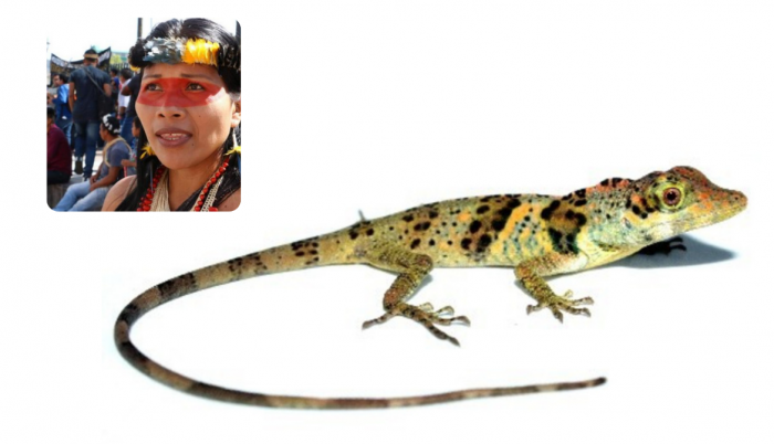 Anolis