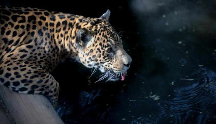 El jaguar ha perdido aproximadamente el 50 % de su rango de distribución, siendo el Perú el país que alberga su segunda mayor población, solo por detrás de Brasil.