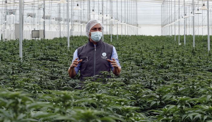 El director de asuntos corporativos y regulatorios de Clever Leaves, Julián Wilches, habla durante una entrevista con Efe el 1 de julio de 2021 en el vivero de la firma en Pesca, departamento de Boyacá (Colombia).