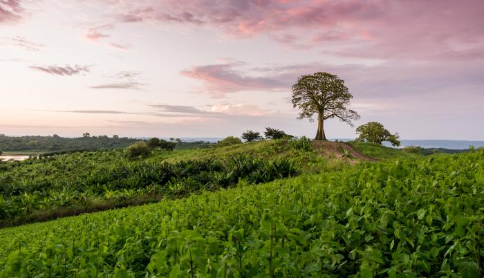 Finca Young Living