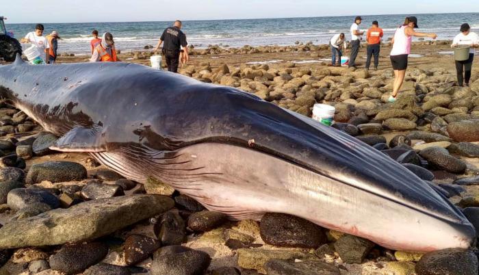 Vista del varamiento y muerte de una ballena de aleta o rorcual común (Balaenoptera physalus), ocurridos esta semana en Puerto Peñasco, en el estado de Sonora.