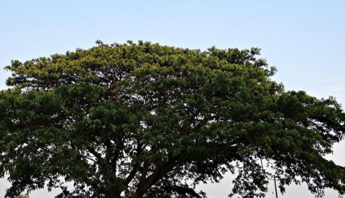 Árbol