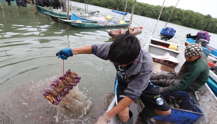 Un cangrejero muestra un atado del crustáceo en el Golfo de Guayaquil.
