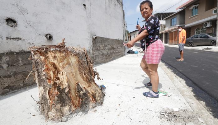 Tala. Muchos vecinos tenían mango y otros árboles, que fueron tristemente talados al llegar la obra. El Municipio no se refiere a ese tema, pero asegura que sembrará 400.
