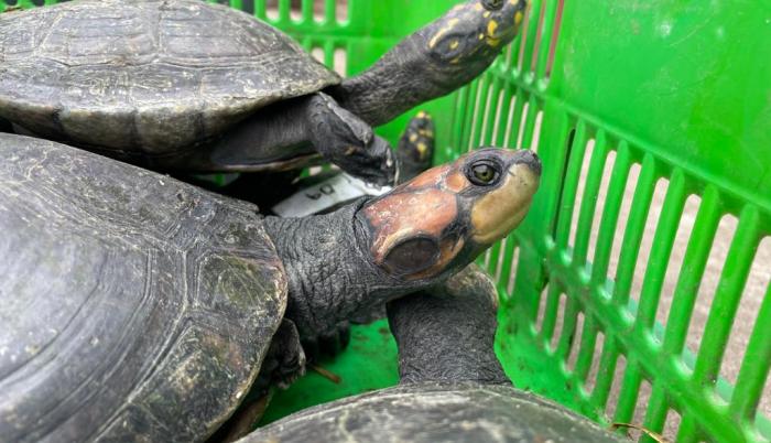 tortugas