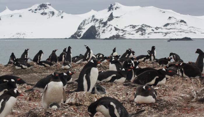 Pinguinos
